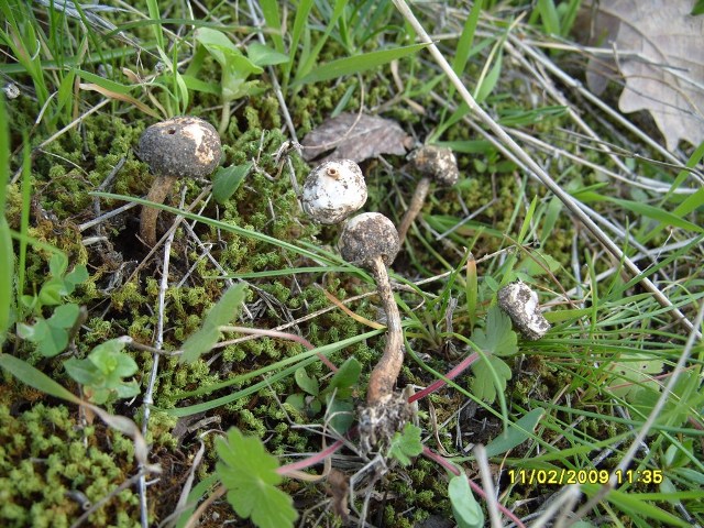 Gli ultimi incontri (Bolbitius vitellinus e Tulostoma sp.)